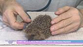 Cuneo, nella clinica per salvare i ricci: 300 piccoli pazienti