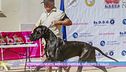 Veterinario morto, morsi e graffi sul suo corpo: è giallo