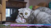 Cani e gatti clonati: una clinica fa "rinascere" gli amici animali