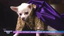 Vita da cani: ristoranti, massaggi e lussi per i nostri amici