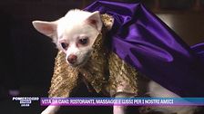 Vita da cani: ristoranti, massaggi e lussi per i nostri amici