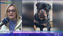 Bimba sbranata dal pitbull, la vicina: "Tragedia evitabile"