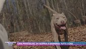 Cani pericolosi, da Acerra a Bagheria: tutti i casi