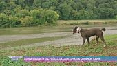 Bimba sbranata dal pitbull, la casa ripulita: cosa non torna