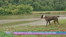 Bimba sbranata dal pitbull, la casa ripulita: cosa non torna