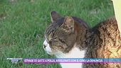 Strage di gatti a Polla, avvelenati con il cibo: la denuncia