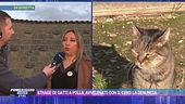 Strage di gatti a Polla, si indaga