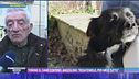 Tonino il cane conteso, Angiolino: "Ridatemelo, per me è tutto"
