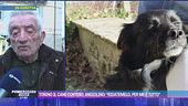 Tonino il cane conteso, Angiolino: "Ridatemelo, per me è tutto"