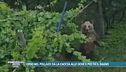 Orso nel pollaio: dà la caccia alle oche e poi fa il bagno