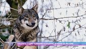 Cilento, i lupi tornano a colpire: strage di pecore