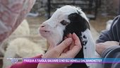 Pasqua a tavola: salvare o no gli agnelli dal banchetto?