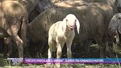 "Vietato pascolare il gregge", guerra tra sindaco e pastori