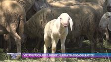 "Vietato pascolare il gregge", guerra tra sindaco e pastori