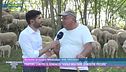 Pastori contro il sindaco: "Vuole multare le nostre pecore"