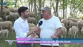 Pastori contro il sindaco: "Vuole multare le nostre pecore"