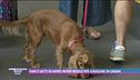 Cani e gatti in aereo, nuove regole per viaggiare in cabina