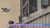 Palazzo ostaggio dei piccioni: "Colpa di un inquilino"