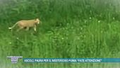 Ascoli, paura per il misterioso puma: "Fate attenzione"