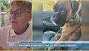 Bracconeri, scomparso il cane Ico: "Mio figlio disperato"