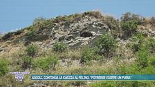 Ascoli, continua la caccia al felino: "Potrebbe essere un puma"