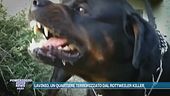 Lavinio, un quartiere terrorizzato dal rottweiler killer