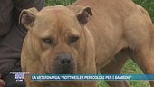La veterinaria: "Rottweiler pericolosi per i bambini"