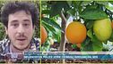 Influencer col pollice verde: i consigli arrivano dal web