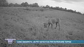 Cane smarrito, un pet detective per ritrovare Toffee