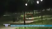 Ravenna, nuovo avvistamento del lupo girovago in città