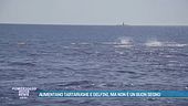 Aumentano tartarughe e delfini, ma non è un buon segno