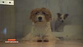 Il mercato del lusso per gli animali domestici