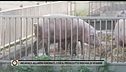 Incapaci: allarmi ignorati, così il prosciutto rischia di sparire
