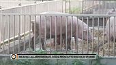 Incapaci: allarmi ignorati, così il prosciutto rischia di sparire