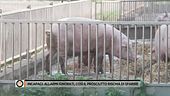 Incapaci: allarmi ignorati, così il prosciutto rischia di sparire