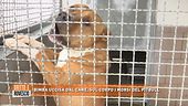 Bimba uccisa dal cane, sul corpo i morsi del pitbull