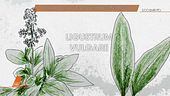 Il corpo di Lilly e il giallo delle foglie nel bosco