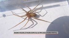 Ragno violino, è paura dopo gli ultimi casi di morsi mortali