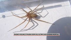 Ragno violino, è paura dopo gli ultimi casi di morsi mortali