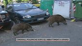 Cinghiali, polemiche dopo gli abbattimenti a Spargi