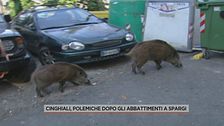Cinghiali, polemiche dopo gli abbattimenti a Spargi