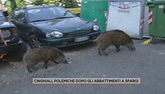 Cinghiali, polemiche dopo gli abbattimenti a Spargi