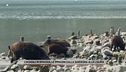 Cinghiali in spiaggia, le immagini dalla Sardegna alla Liguria