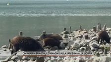 Cinghiali in spiaggia, le immagini dalla Sardegna alla Liguria
