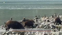 Cinghiali in spiaggia, le immagini dalla Sardegna alla Liguria