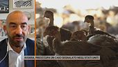 Aviaria e Dengue, rischi reali e diffusione