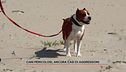 Cani pericolosi, ancora casi di aggressioni