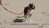 Cani pericolosi, ancora casi di aggressioni