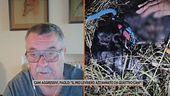 Cani aggressivi, Paolo: "Il mio levriero azzannato da quattro cani"