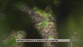 Neonati sepolti, il giallo delle buche